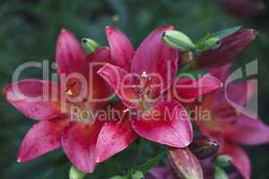 Beautiful blooming bright Lilies