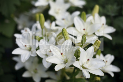 Beautiful blooming bright Lilies