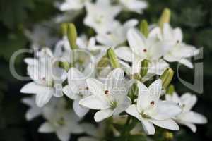 Beautiful blooming bright Lilies