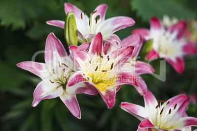 Beautiful blooming bright Lilies