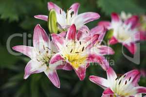 Beautiful blooming bright Lilies