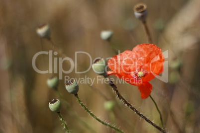 Blooming poppy flower field