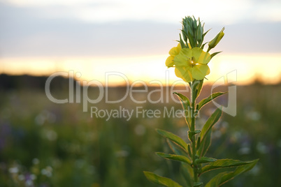 Yellow wild flower