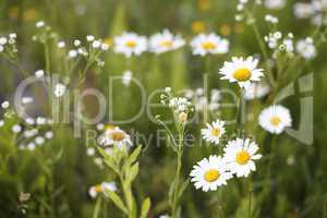 Beautiful daisy field