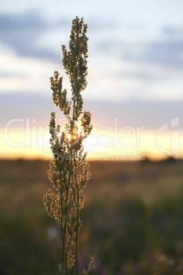 Field plants and sunlight sunset