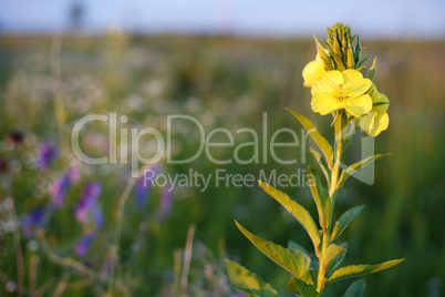 Yellow wild flower