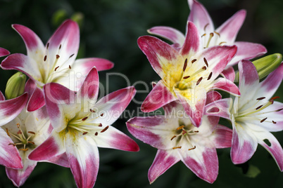 Beautiful blooming bright Lilies