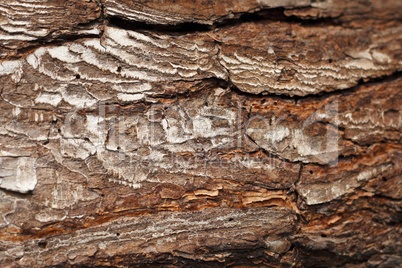 Beautiful wood texture