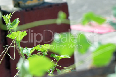 green leaf background