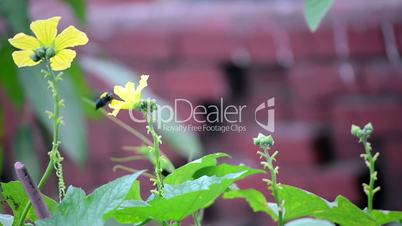 Flower Pollens by Honey Bee