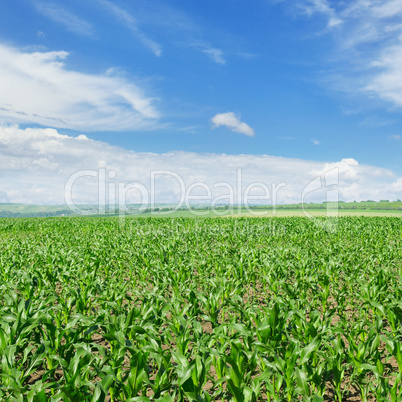 green corn field and blue sky