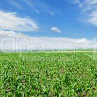 green corn field and blue sky