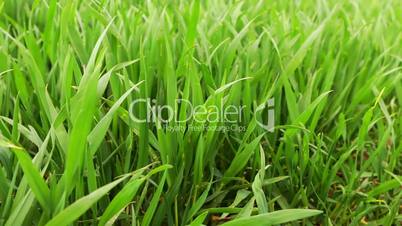 Fresh Green Wheat Grass