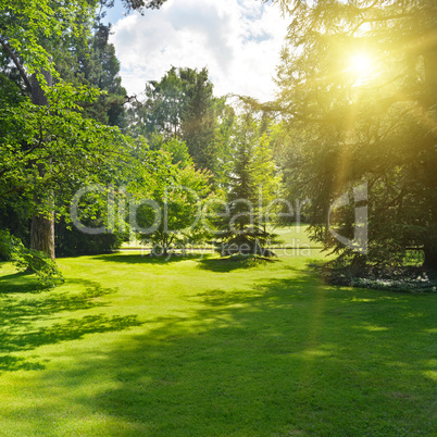 Sunrise in beautiful park