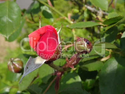 Rose mit Knospe