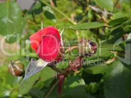 Rose mit Knospe