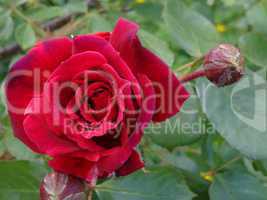 Rosenblüte mit Knospe
