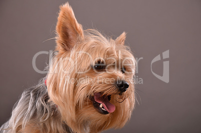 Yorkie dog portrait