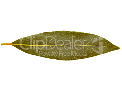 Retro look Laurel Bay tree leaf isolated