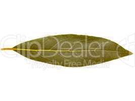 Retro look Laurel Bay tree leaf isolated