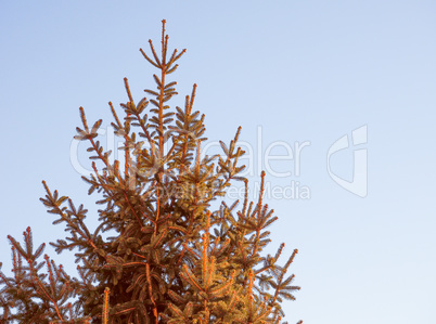 Retro look Pine tree Retro look Pine tree