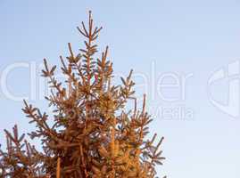 Retro look Pine tree