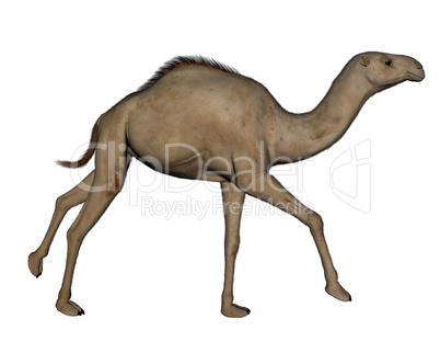 Camel running - 3D render