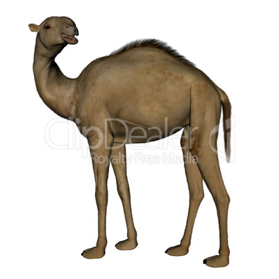 Camel standing - 3D render