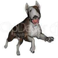 Bull terrier dog runnning - 3D render