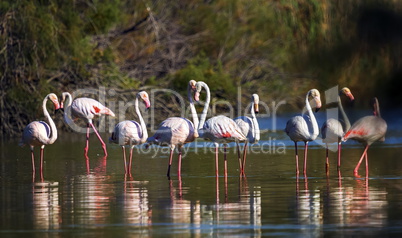 Greater flamingos, phoenicopterus roseus, Camargue, France