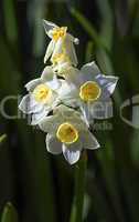 Crucianella angustifolia flowers