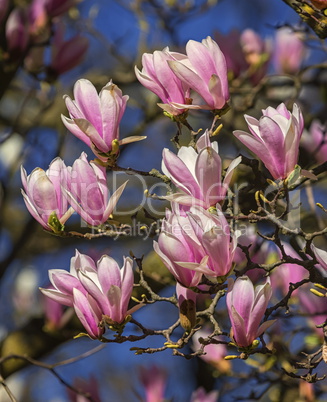 Huangshan, magnolia cylindrica, flowers