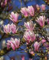 Huangshan, magnolia cylindrica, flowers