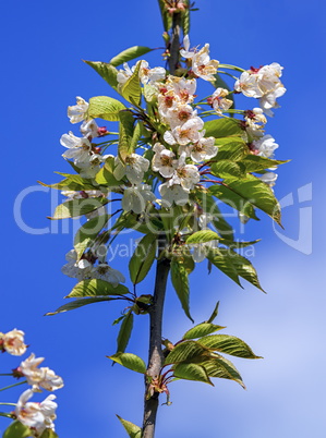 Wild, sweet, bird or gean cherry tree, prunus avium, flowers