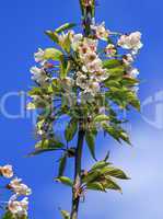 Wild, sweet, bird or gean cherry tree, prunus avium, flowers