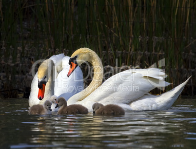 Mute swan, cygnus olor, parents and babies