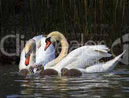 Mute swan, cygnus olor, parents and babies