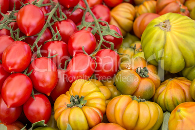 fresh tomatoes