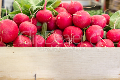 fresh radishes