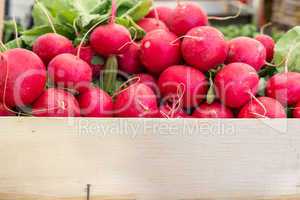 fresh radishes