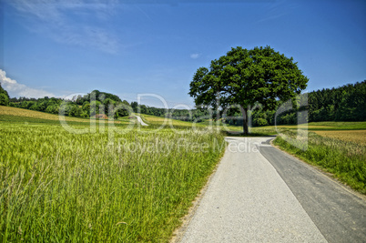 Der Weg zum Baum