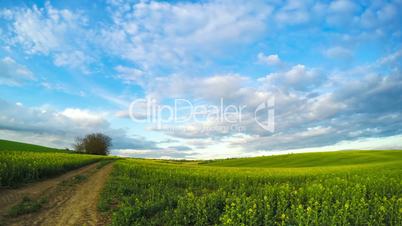 Clouds over the Rapeseed Field. Time Lapse