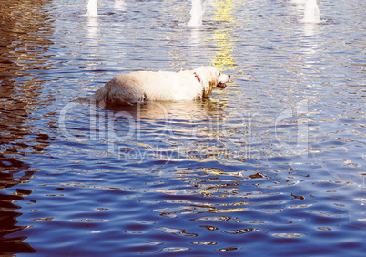 Retro look Dog in water