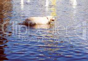 Retro look Dog in water