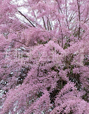 tamarix tree