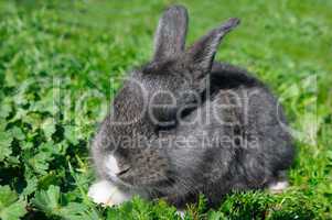 little rabbit on green grass background