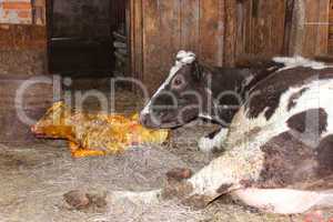 mother cow looking after its just newborn calf