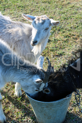 three goats drinking water