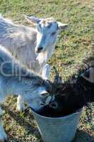 three goats drinking water