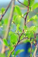 alder tree blossoming out in the spring